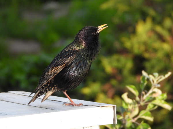 How do you control bird pests?